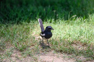 Oryantal saksağan robin, küçük kuş countrysid çim üzerinde duran