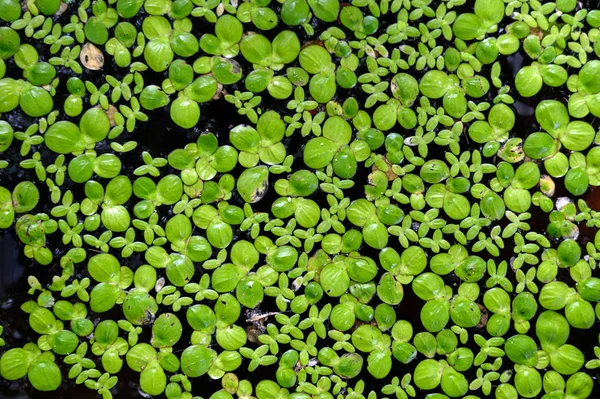Hojas verdes lechuga de agua flotando en agua superficial —  Fotos de Stock
