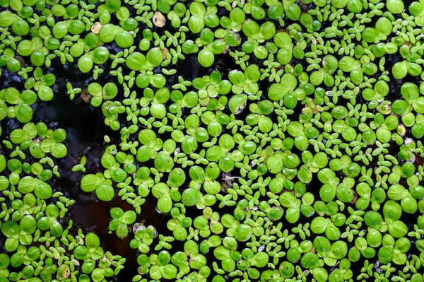 Grüne Blätter Wassersalat schwimmt auf Oberflächenwasser — Stockfoto