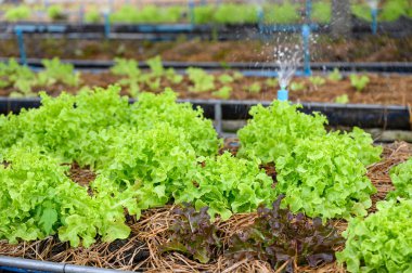 Plantasyonyeşil meşe marul sulama