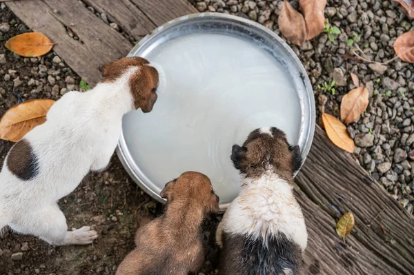 Domestic puppies eating milk on tray — Stock Photo, Image