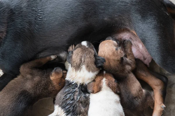 Puppies sucking milk from mother dog — Stock Photo, Image