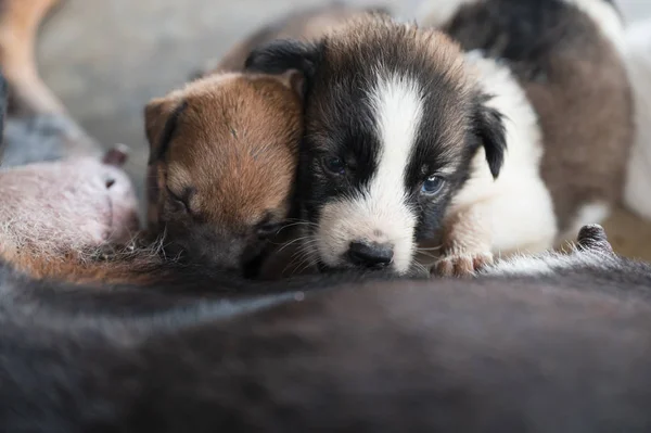 Puppies sucking milk from mother dog — Stock Photo, Image