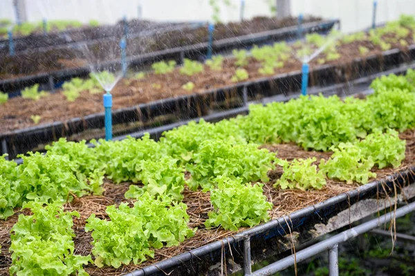 Полив зеленого дуба салат в плантації — стокове фото