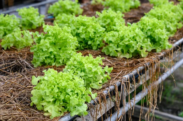 Ekimorganik yeşil meşe marul