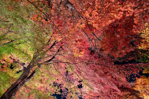 Červený a zelený javorový list s osvětleným světlem — Stock fotografie