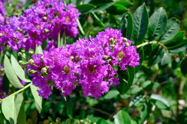 Flower Crape myrtle, Lagerstroemia bush on tree with green leave — Stock Photo, Image