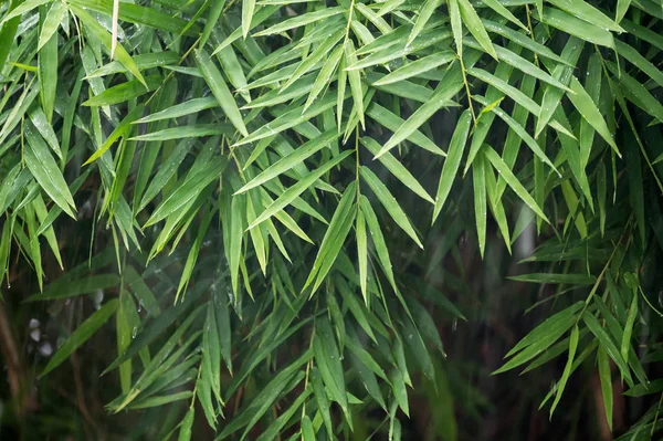 Hojas de bambú verde con lluvia —  Fotos de Stock