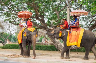 Ayutthaya,Tayland - 09 Mayıs 2015 : İki fil her yapmak selamlıyorum