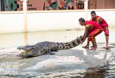 Samut Prakan,Tayland - Ağu 17 2015 : Timsah gösterisi ve adam exc