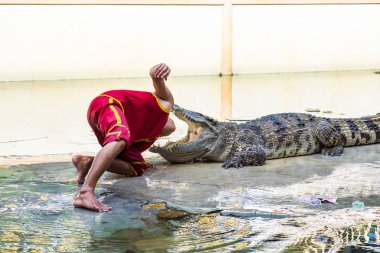 Samut Prakan,Tayland - Ağu 17 2015 : Timsah gösterisi ve adam exc