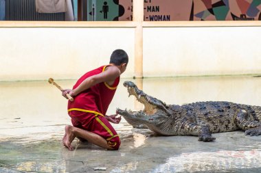 Samut Prakan,Tayland - Ağu 17 2015 : Timsah gösterisi ve adam exc