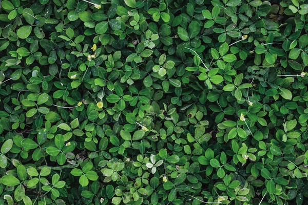 Mörkgrön blad lövverk i tropisk skog — Stockfoto