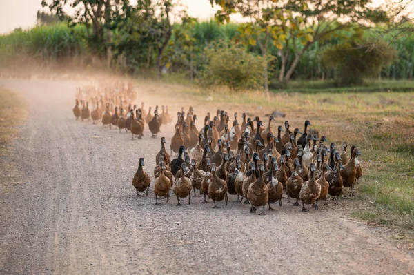 Manada de patos pastoreando en el camino de tierra — Foto de Stock