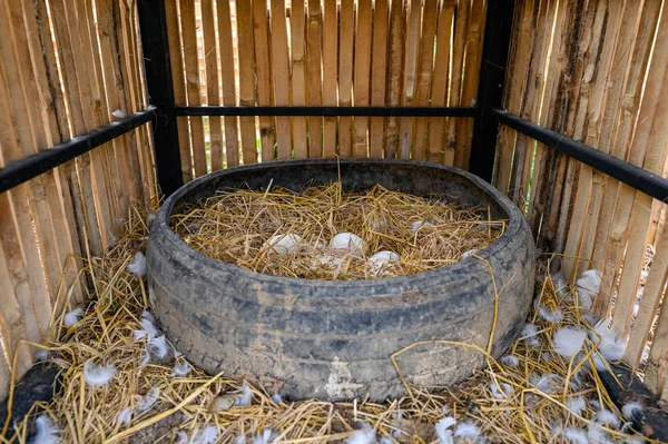 タイヤのわらにガチョウの卵のヒープ — ストック写真