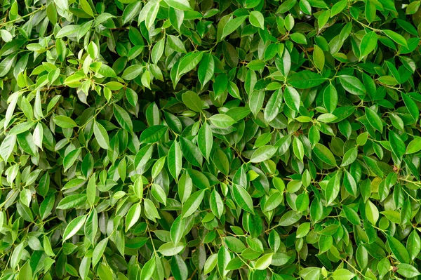 Foglie di Banyan verde in giardino — Foto Stock