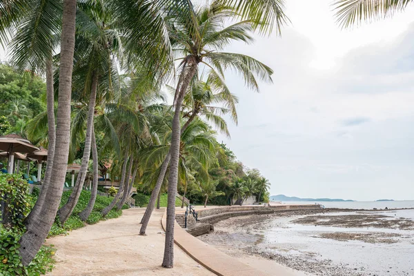 Coconut palm trees on coastline in overcast — Stock Photo, Image