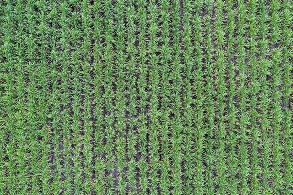 Güneydoğu Asya'da tarım sıraları şeker kamışı ekimi