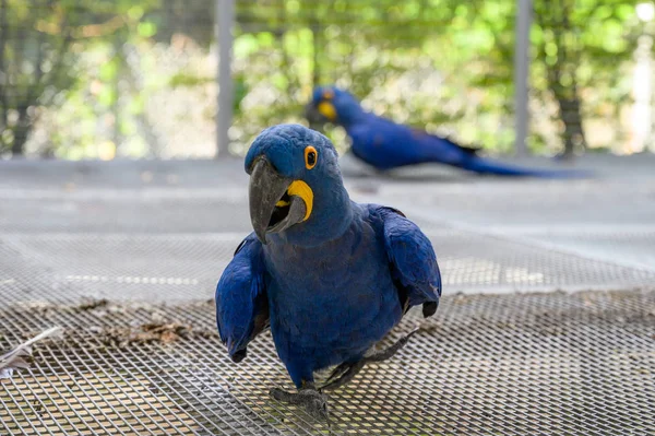 Blue hyacinth macaws raised in a cage