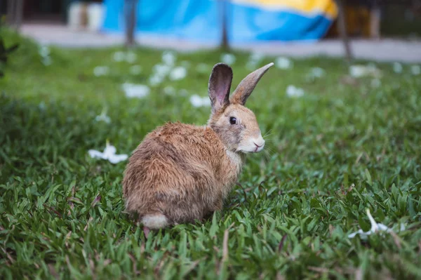 Lapin brun sur herbe avec des fleurs dans le jardin — Photo