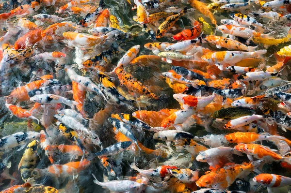 Peixe Koi colorido nadando na lagoa — Fotografia de Stock