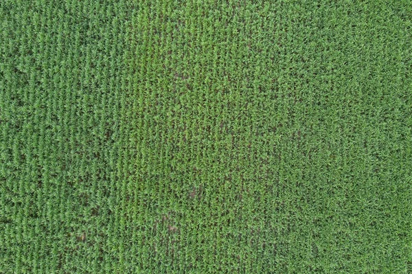 Güneydoğu Asya'da tarım sıraları şeker kamışı ekimi