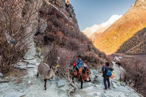 山鹿与藏族骑马在亚丁的岩石山谷 — 图库照片