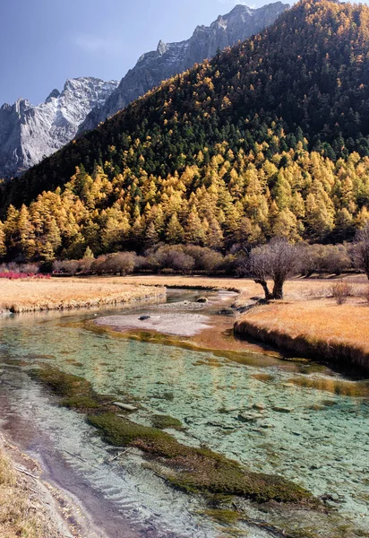 Landschap van Golden Pine Forest met Emerald River op Plateau — Stockfoto