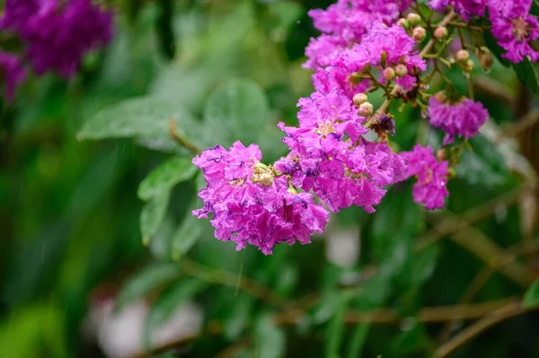 Beautiful flower Crape myrtle, Lagerstroemia bush on tree with g — Stock Photo, Image