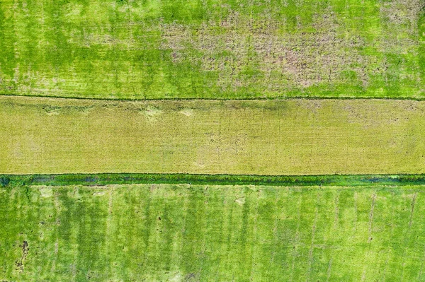 Agriculture rice field pattern in countryside — Stock Photo, Image