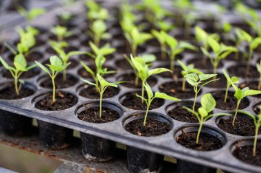 Toprak tepsisindeki biber filizlerini yakın plan ekin.