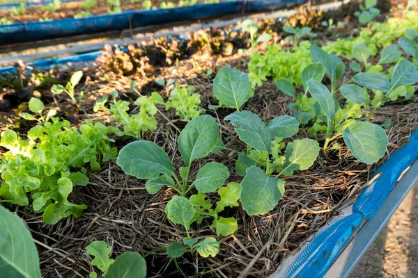 Col Rizada China Cultivada Creciendo Bandeja Suelo Plantación — Foto de Stock