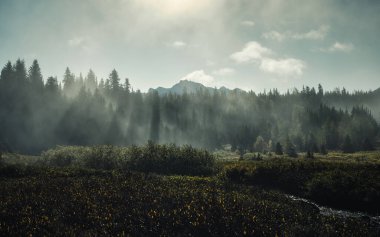 Çam ormanlarında sisli, güneş ışığı sabah ulusal parkta parlıyor.
