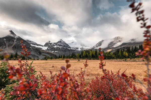 Mount Assiniboine Met Bewolkt Gouden Weide Rode Bladeren Provinciaal Park — Stockfoto