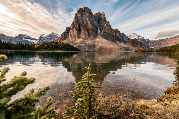 Felsiger Berg Mit Kiefernreflexion Cerulean Lake Assiniboine Provinzpark Alberta Kanada — Stockfoto