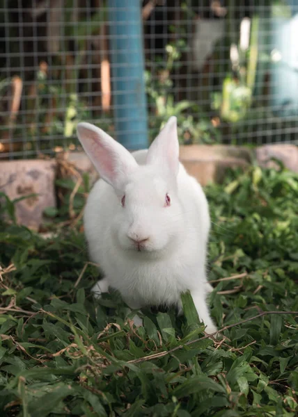 Jeune Lapin Blanc Assis Sur Herbe Dans Jardin — Photo