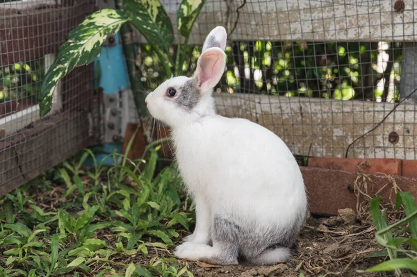 Giovane Coniglio Bianco Grigio Seduto Sull Erba Giardino — Foto Stock