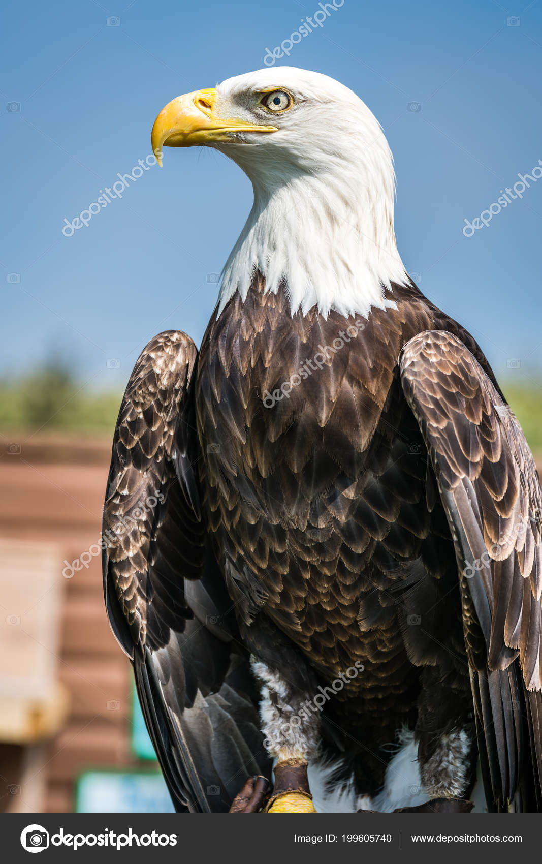 Pictures Show Birds Majestic Bald Eagle Sitting Trainer