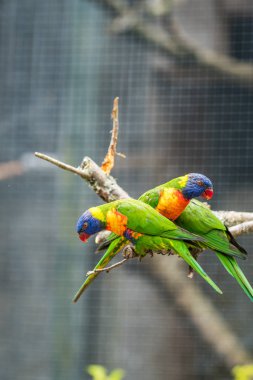 Lori, bir kafes içinde bir hayvanat bahçesi şube oturan denilen renkli gökkuşağı papağan