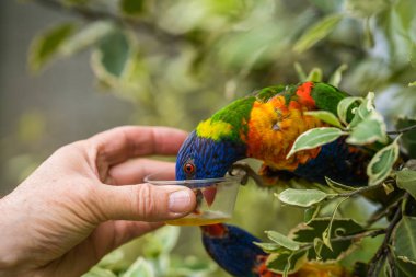 Man feeding sweet nectar to Colourful parrot Rainbow called Lorikeet, sitting on the branch of a tree in a zoo clipart