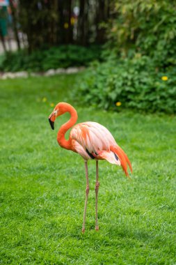 Güzel pembe Karayip flamingo gölet ve göllerde bir çim bir Hayvanat Bahçesi
