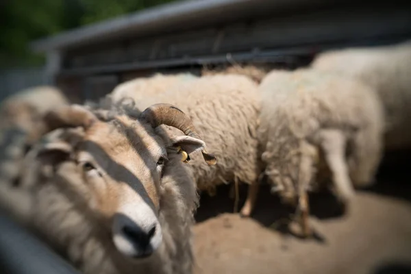 Kent Ngiltere Bir Çiftlikte Ahır Içinde Koyun Ayakta — Stok fotoğraf