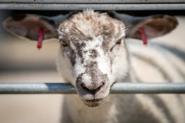 Sheep putting her head through the metal gates on a farm in Kent, UK