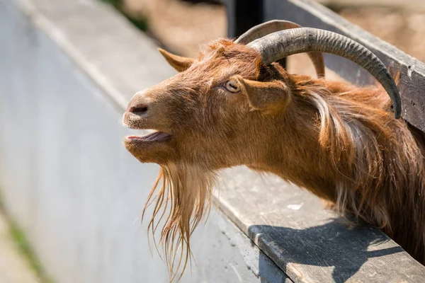 Sheep trying to squeeze her head through the metal gates on a farm in Kent, UK