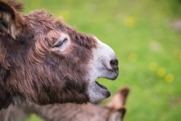 在英格兰农村的一个农场上 毛茸茸的驴子大声呼喊着草地 — 图库照片