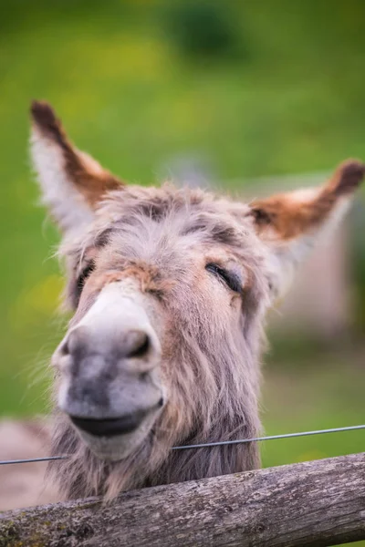 在英格兰农村农场的草地上 一个毛茸茸的驴脸特写 — 图库照片