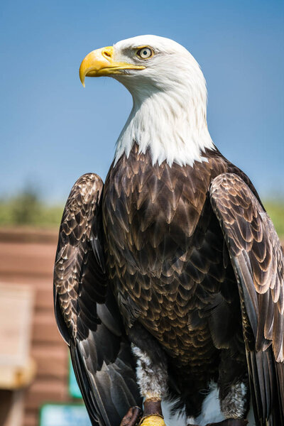 Majestic bald eagle sitting on a trainer hand during birds of prey show