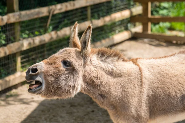 Burro Peludo Gritando Voz Alta Prado Una Granja Inglaterra Campo — Foto de Stock