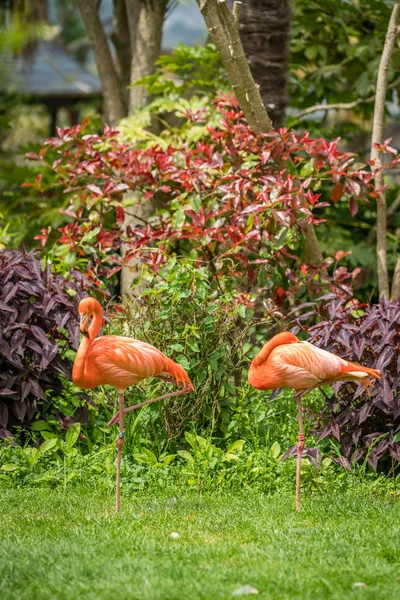 Красивые Розовые Карибские Фламинго Валяющиеся Траве Зоопарке — стоковое фото