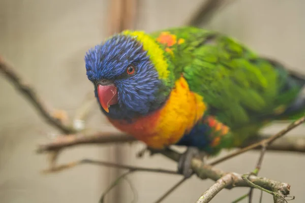 Lorikeet Милий Барвистий Папуга Веселки Сидячи Клітці Зоопарку — стокове фото